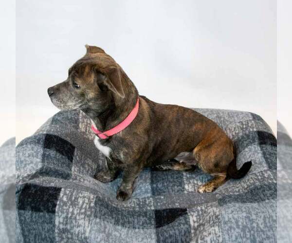 Medium Photo #4 Miniature English Bulldach Puppy For Sale in Kennesaw, GA, USA