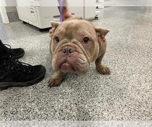 French Bulldog-Unknown Mix Dogs for adoption in Palmetto, FL, USA