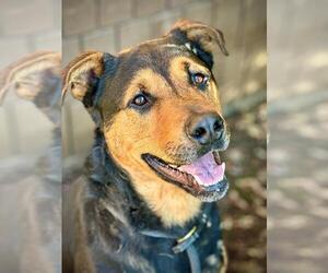 Shepweiller Dogs for adoption in Lodi, CA, USA
