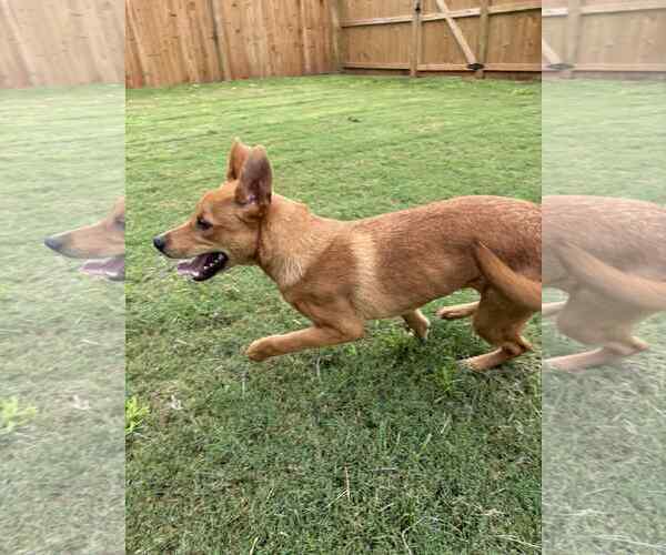 Medium Photo #5 Mutt Puppy For Sale in Greenville, SC, USA