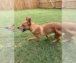 Small #4 Mutt