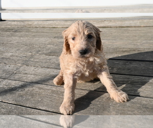 Goldendoodle Puppy for Sale in BLOOMINGTON, Indiana USA
