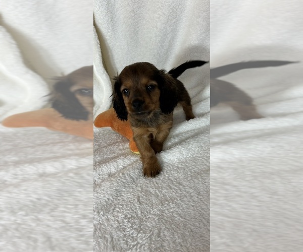 Medium Photo #3 Dachshund Puppy For Sale in GREENFIELD, IN, USA