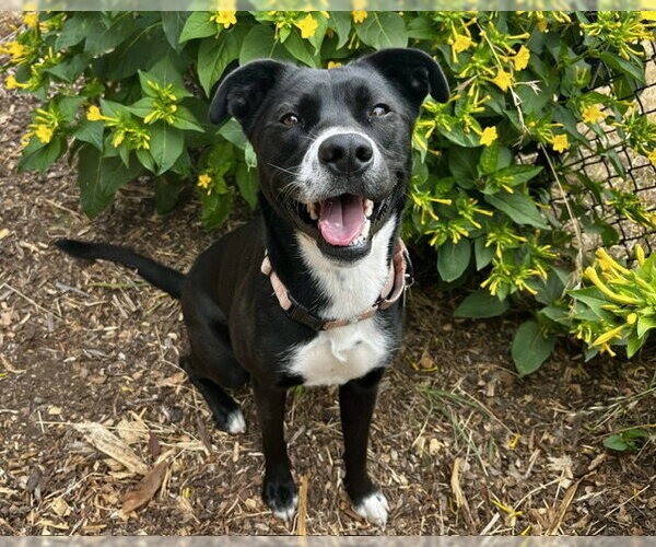 Medium Photo #2 Labrador Retriever-Unknown Mix Puppy For Sale in Santa Cruz, CA, USA