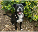 Small #1 Labrador Retriever Mix