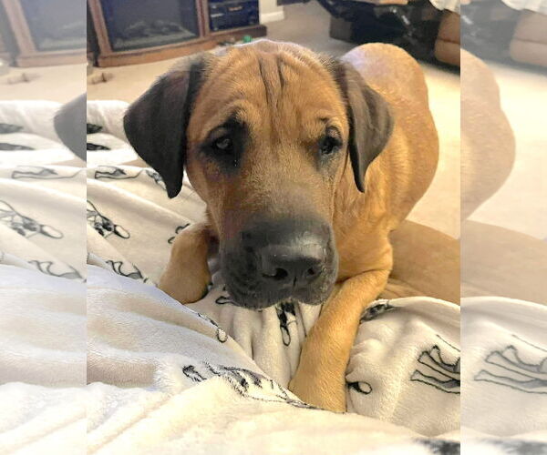 Medium Photo #4 Mastiff Puppy For Sale in Chester, NJ, USA
