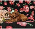 Small #4 Poodle (Miniature)