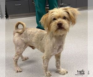 Dootie - Male Shih Tzu-Unknown Mix Dog for Adoption - Photo #3