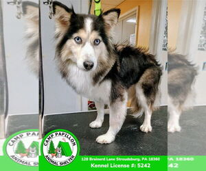 Pomsky Dogs for adoption in Stroudsburg, PA, USA