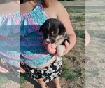Small Photo #7 Pembroke Welsh Corgi Puppy For Sale in GALLEGOS, NM, USA