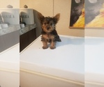Small Photo #1 Yorkshire Terrier Puppy For Sale in SPARTA, TN, USA