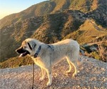 Small Photo #21 Anatolian Shepherd Puppy For Sale in AGOURA HILLS, CA, USA