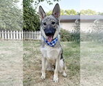 Small #3 German Shepherd Dog