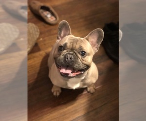 Father of the French Bulldog puppies born on 08/22/2019