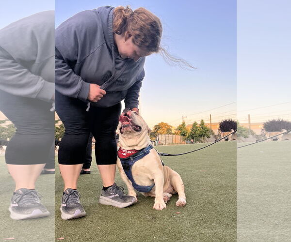Medium Photo #4 Bulldog Puppy For Sale in San Jose, CA, USA