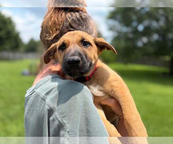 Medium Photo #2 Mutt Puppy For Sale in Stevens Point, WI, USA