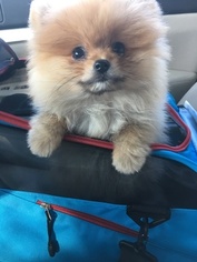 Pomeranian Puppy for sale in JOHNSTOWN, PA, USA