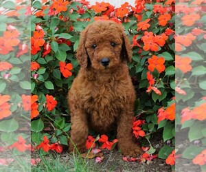Poodle (Standard) Puppy for sale in FREDERICKSBG, OH, USA