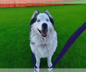 Siberian Husky-Unknown Mix Dogs for adoption in Las Vegas, NV, USA