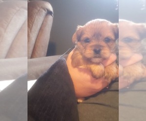 Shorkie Tzu Puppy for sale in LISBON, OH, USA