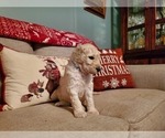Small Photo #8 Goldendoodle Puppy For Sale in ATHENS, GA, USA
