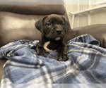 Small Photo #81 American Bully Puppy For Sale in REESEVILLE, WI, USA
