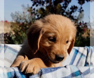 Golden Retriever Puppy for Sale in WILLOWS, California USA