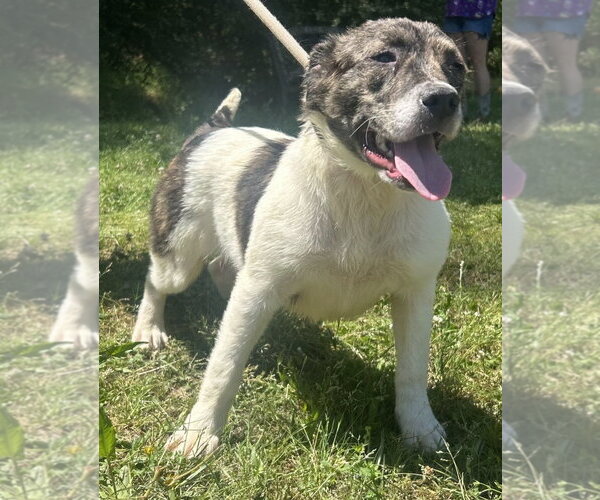 Medium Photo #3 Australian Shepherd-Unknown Mix Puppy For Sale in Wetumpka, AL, USA