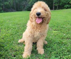 Goldendoodle Puppy for sale in RUTHERFORDTON, NC, USA