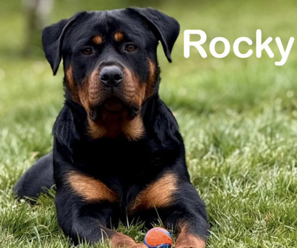Medium Photo #1 Rottweiler Puppy For Sale in SEATTLE, WA, USA