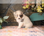 Small Photo #3 Australian Shepherd Puppy For Sale in WESTFIELD, MA, USA