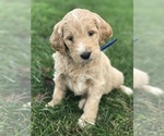 Puppy 8 English Cream Golden Retriever-Poodle (Standard) Mix