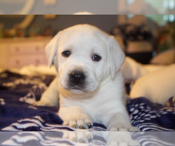 Medium Photo #17 Labrador Retriever Puppy For Sale in HAMPSTEAD, NC, USA