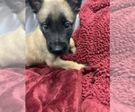 Small Photo #16 Belgian Malinois Puppy For Sale in REESEVILLE, WI, USA