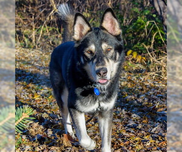 Medium Photo #4 Siberian Husky-Unknown Mix Puppy For Sale in Omaha, NE, USA