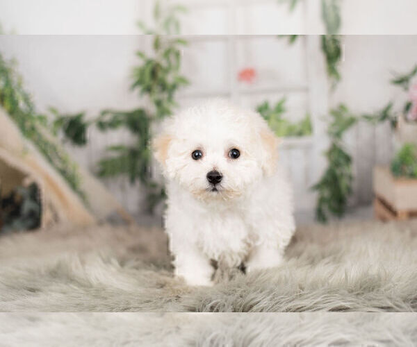 Medium Photo #7 Cavachon Puppy For Sale in WARSAW, IN, USA