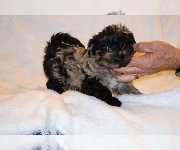 Medium Photo #19 Yorkiepoo mix (+ Poodle Toy) Puppy For Sale in DYERSBURG, TN, USA