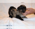 Small #18 Yorkiepoo mix (+ Poodle Toy)