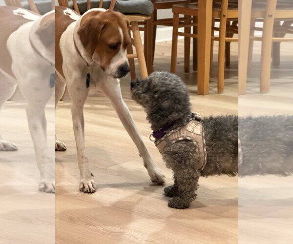 Medium Photo #3 Poodle (Miniature) Puppy For Sale in Wheaton, IL, USA