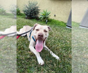 *ROO - Male Siberian Husky-Unknown Mix Dog for Adoption - Photo #3