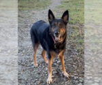 Small Photo #4 German Shepherd Dog-Unknown Mix Puppy For Sale in Decatur, GA, USA