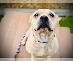 American Pit Bull Terrier Dogs for adoption in Orlando, FL, USA