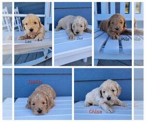 Golden Retriever-Poodle (Toy) Mix Puppy for sale in GRIDLEY, KS, USA