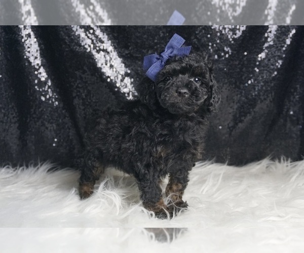 Medium Photo #6 Poodle (Toy) Puppy For Sale in WARSAW, IN, USA