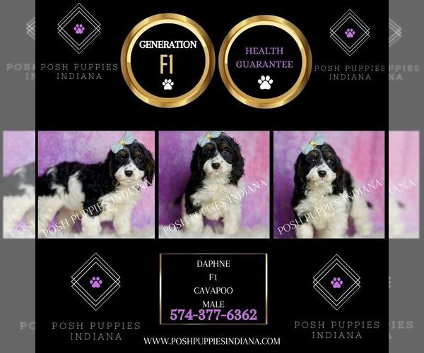 Medium Photo #2 Cavapoo (Miniature) Puppy For Sale in WARSAW, IN, USA