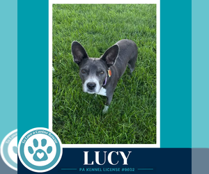 Boston Terrier-Unknown Mix Dogs for adoption in Kimberton, PA, USA