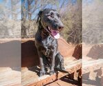 Small Photo #2 Labrador Retriever-Unknown Mix Puppy For Sale in Albuquerque, NM, USA