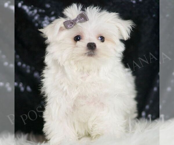 Medium Photo #6 Maltese Puppy For Sale in WARSAW, IN, USA