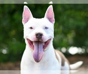 American Pit Bull Terrier Dogs for adoption in Tavares, FL, USA