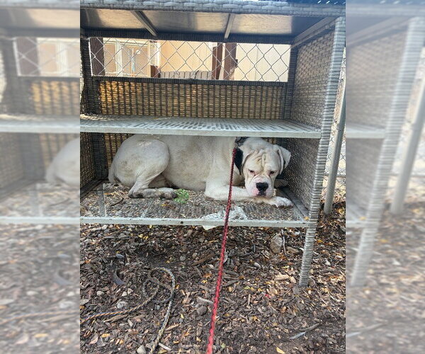Medium Photo #4 Boxer Puppy For Sale in Dumont, NJ, USA
